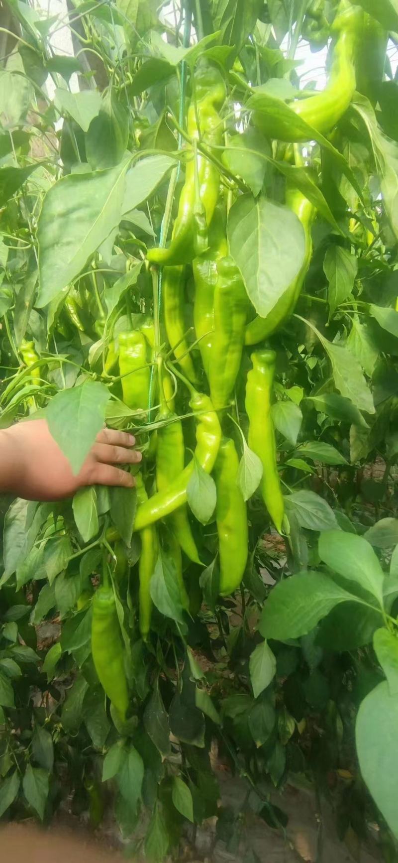 精品尖椒大量供应产地直发一手货源诚信代收量大从优