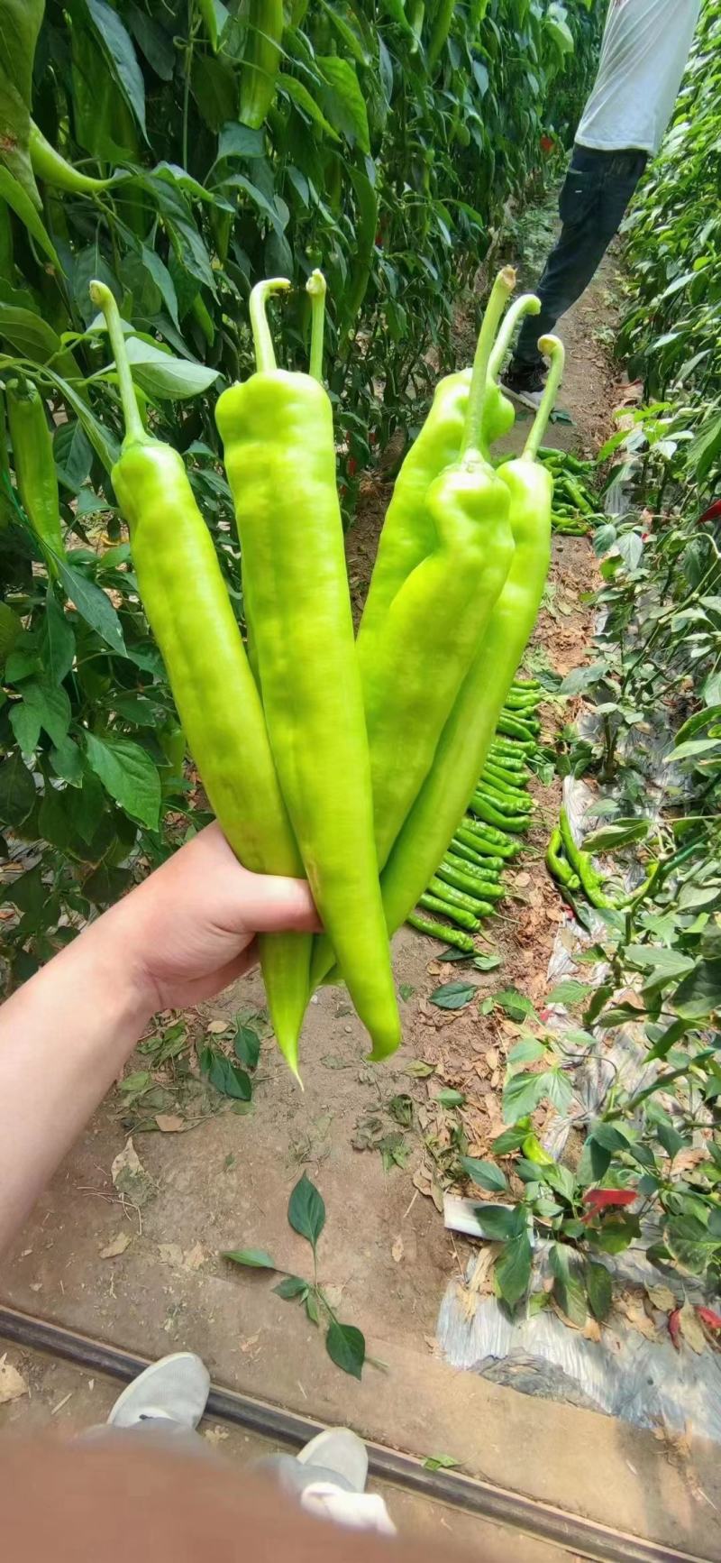 精品尖椒大量供应产地直发一手货源诚信代收量大从优
