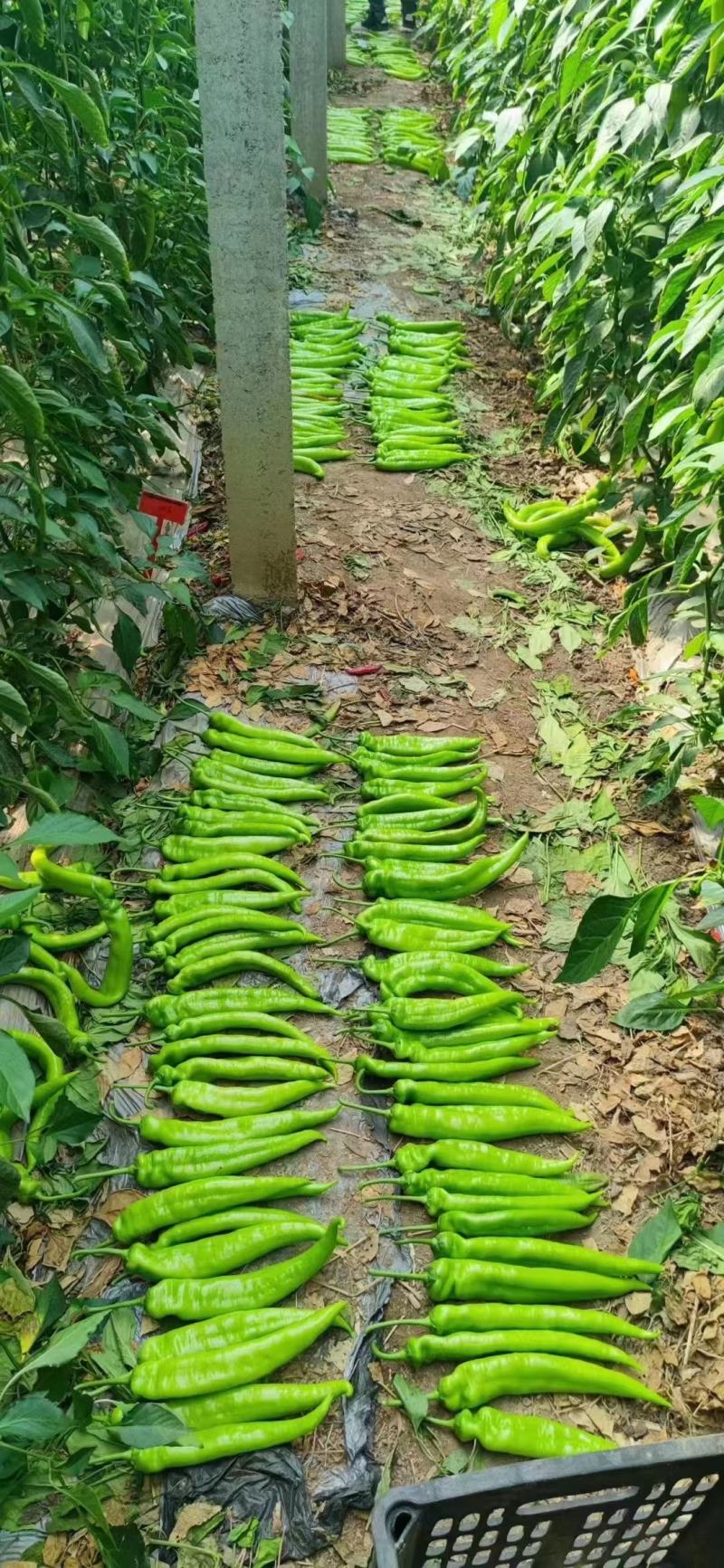 精品尖椒大量供应产地直发一手货源诚信代收量大从优