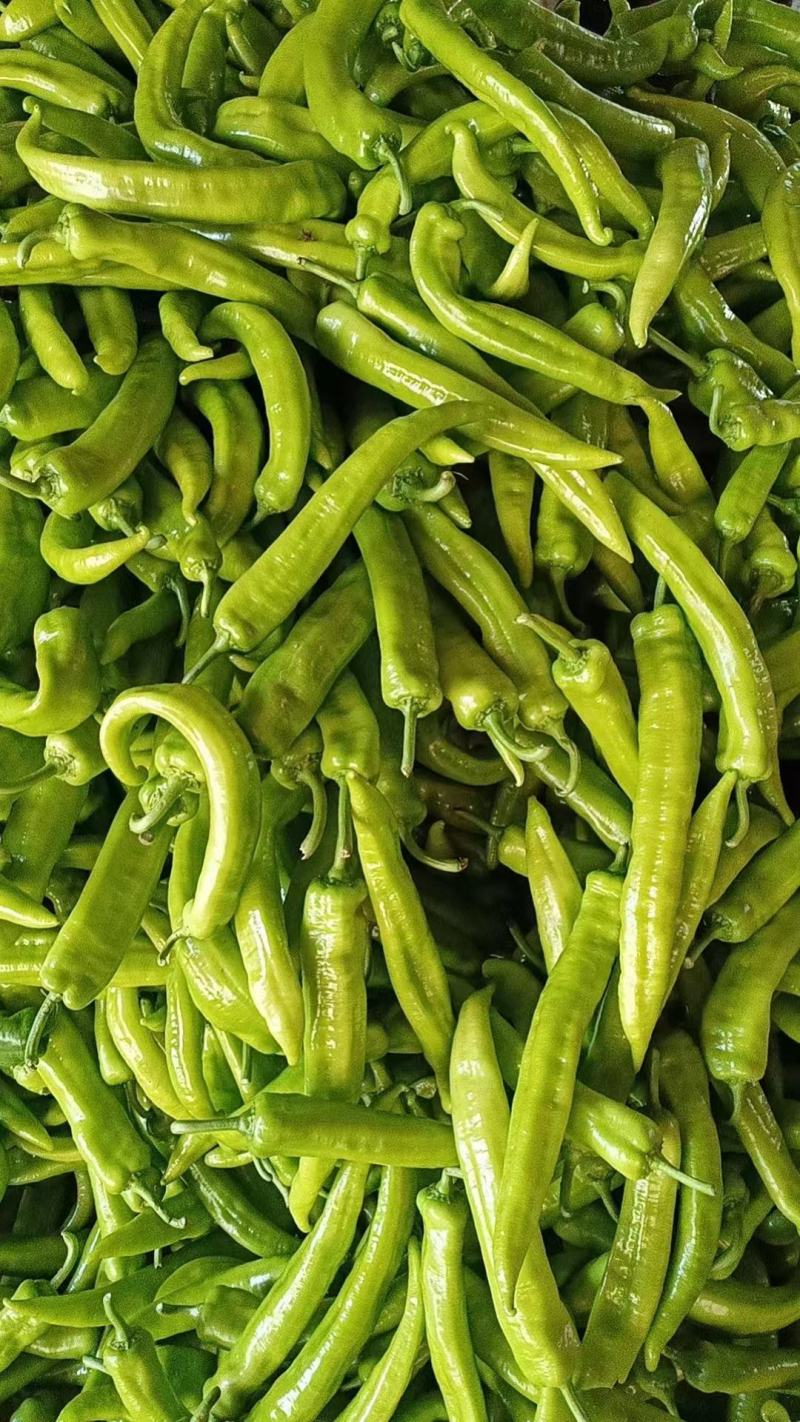 精品尖椒大量供应产地直发一手货源诚信代收量大从优