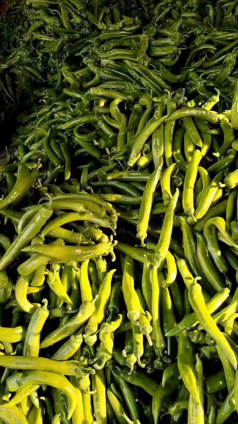 精品尖椒大量供应产地直发一手货源诚信代收量大从优