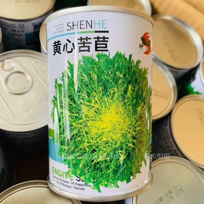 神禾黄心苦苣种子呈鸡冠状，有苦味品质优生食蔬菜苦菊种子