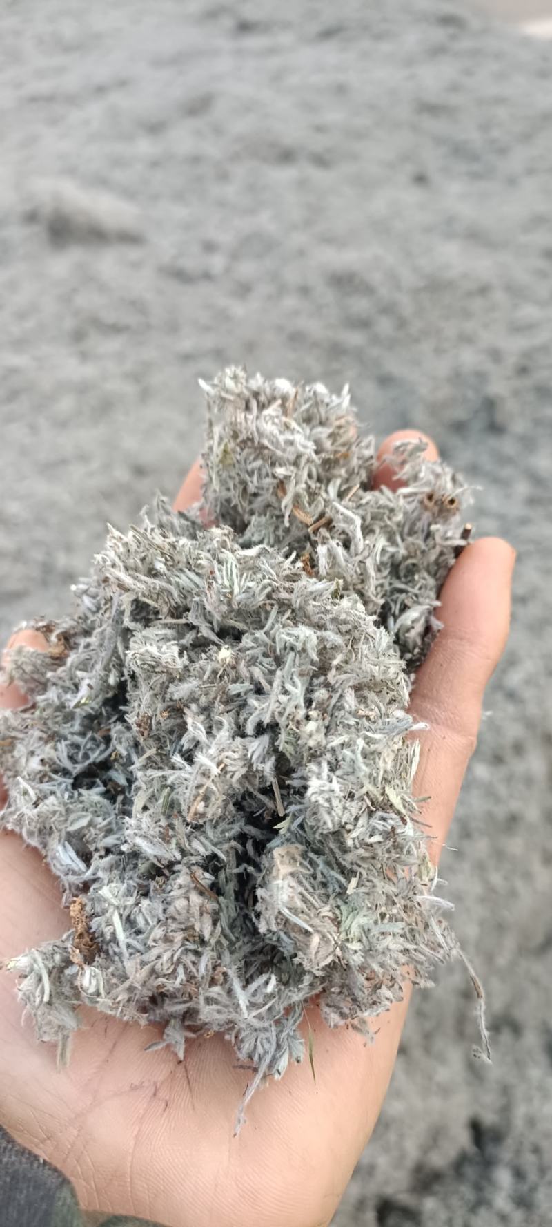 绵茵陈，产地河南，、货源充足，全国发货，持在线下单支。