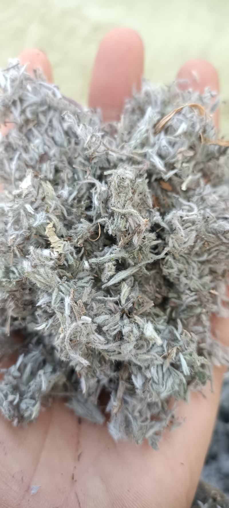 绵茵陈，产地河南，、货源充足，全国发货，持在线下单支。