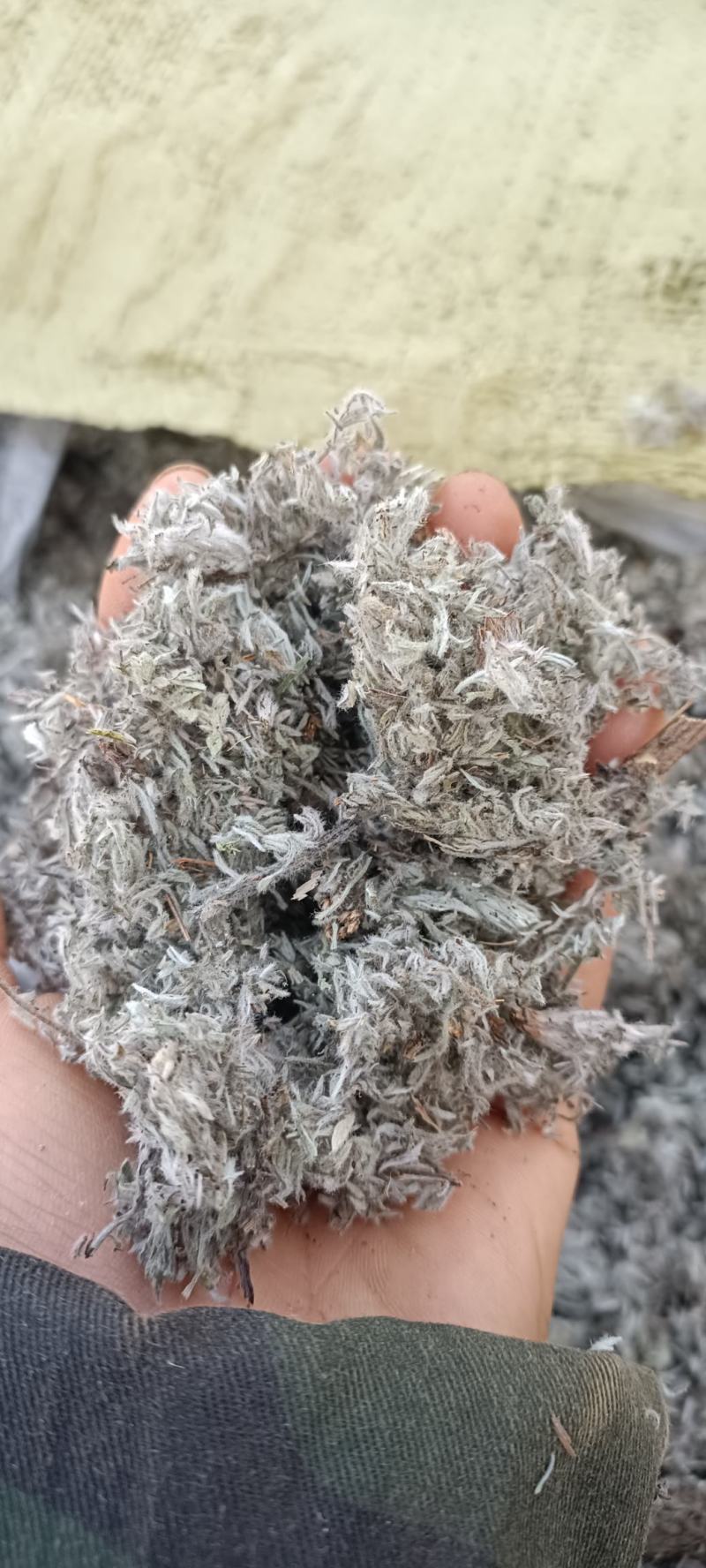 绵茵陈，产地河南，、货源充足，全国发货，持在线下单支。