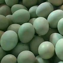 乌鸡蛋营养价值高乌鸡绿壳蛋