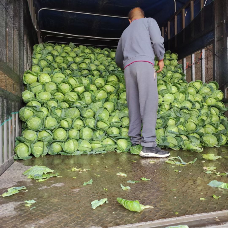 甘肃定西精品甘蓝大量上市货源充足，诚信代办，欢迎采购