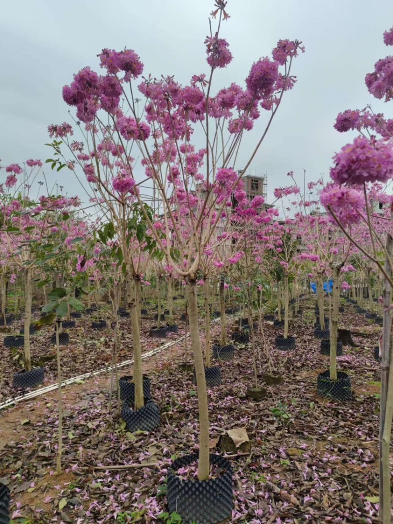 紫花风铃木，2分，6分，7分，8分，现货价好，基地直销