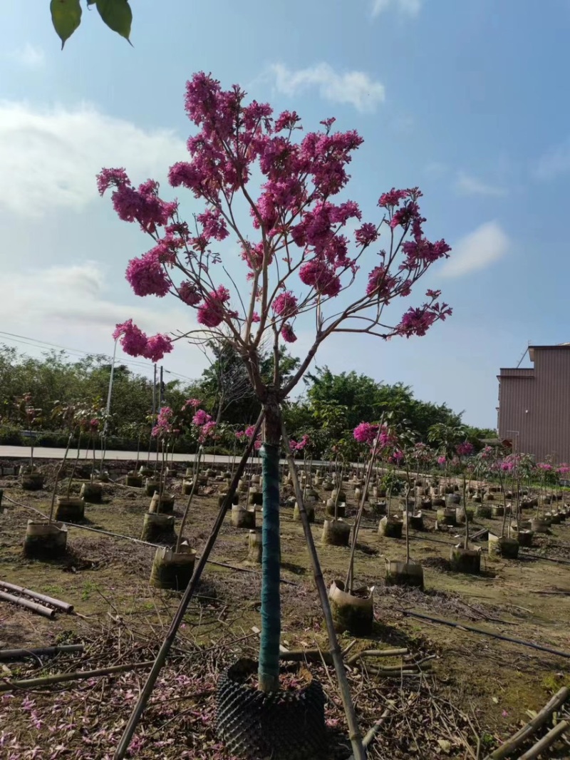 紫花风铃木，2分，6分，7分，8分，现货价好，基地直销