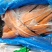 三文鱼骨19公斤箱量大询价
