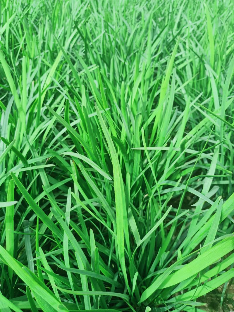 韭菜大量供应