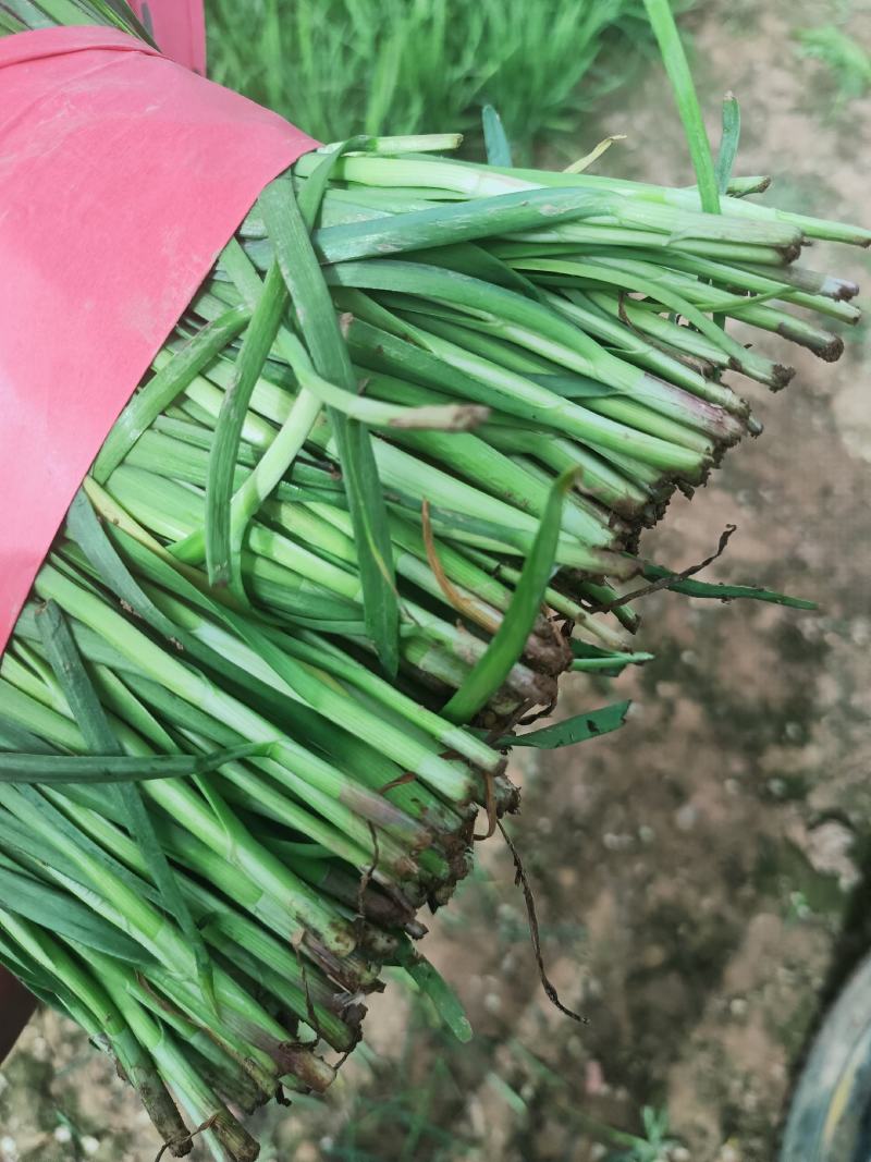 韭菜大量供应