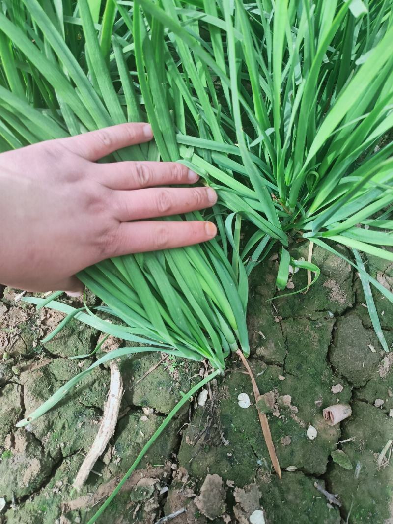 韭菜大量供应