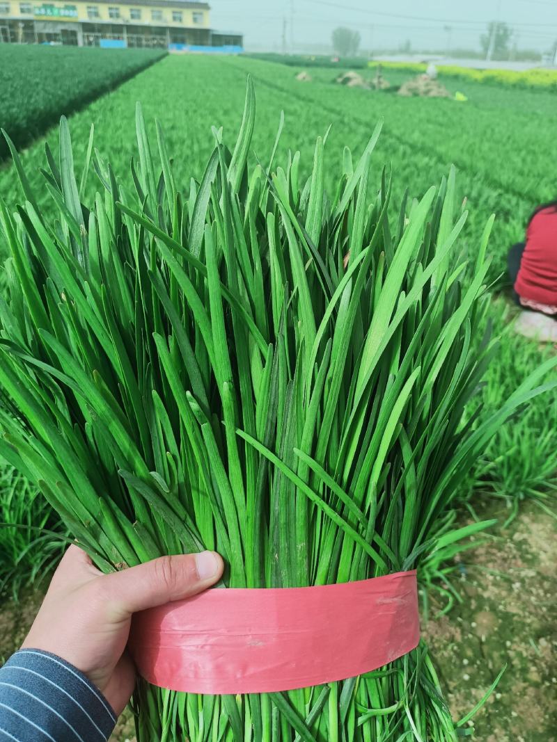 韭菜大量供应