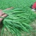 韭菜大量供应