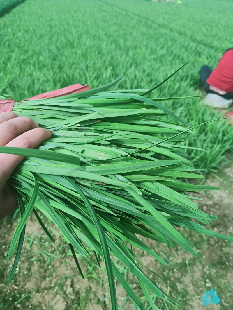 韭菜大量供应