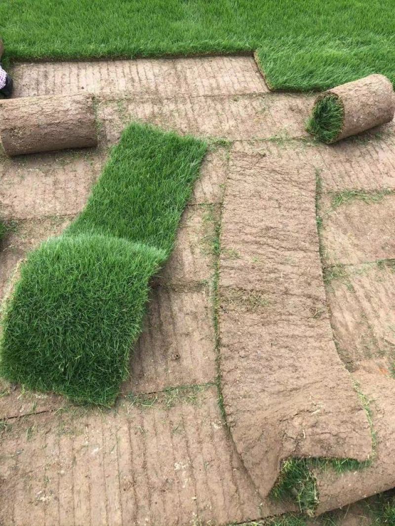 精品果岭草基地直供工程绿化公园造景欢迎来电咨询