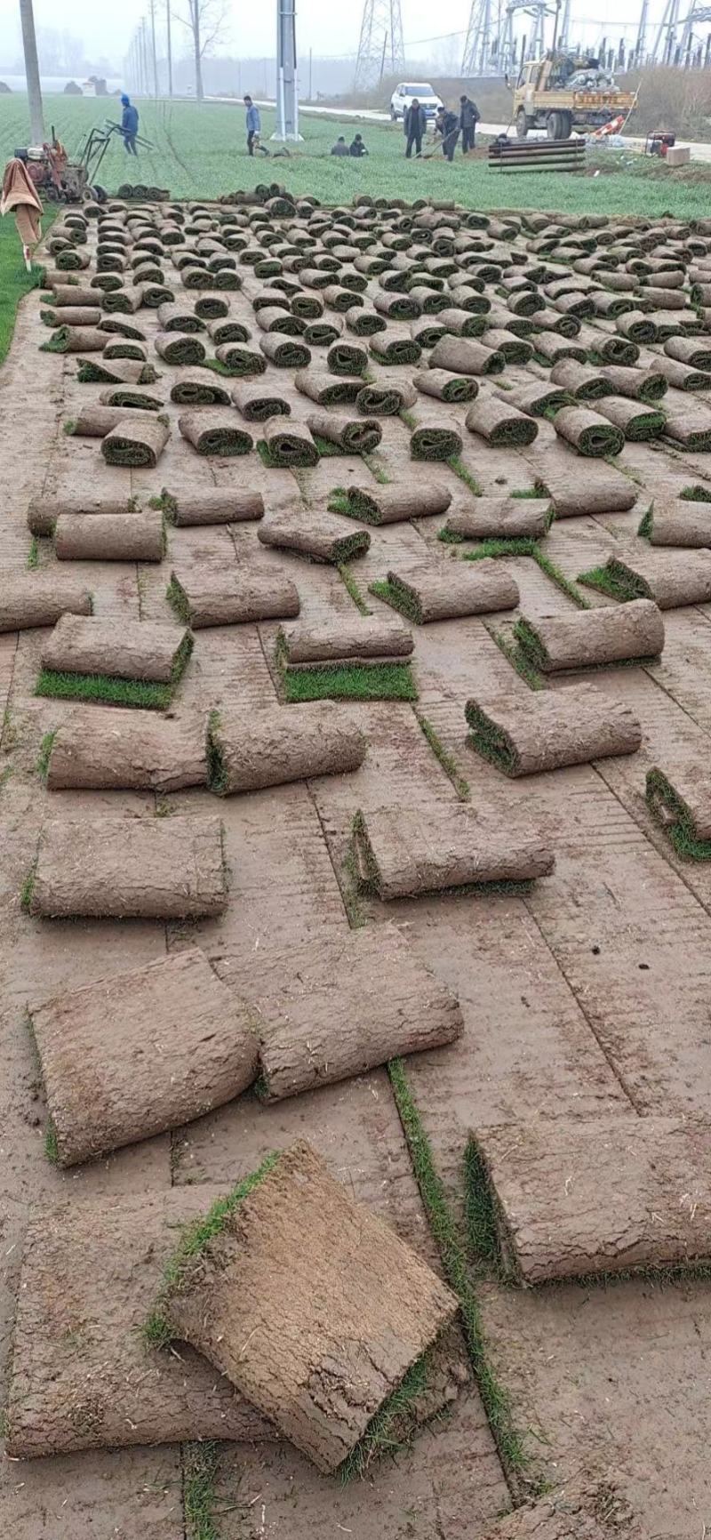 精品果岭草基地直供工程绿化公园造景欢迎来电咨询