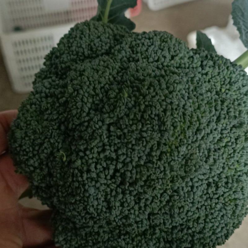 急售东台西兰花！基地直发！质量保证！对接全国各大商超合作