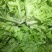 意大利生菜绿叶生菜可供超市各大市场现摘现发新鲜直达