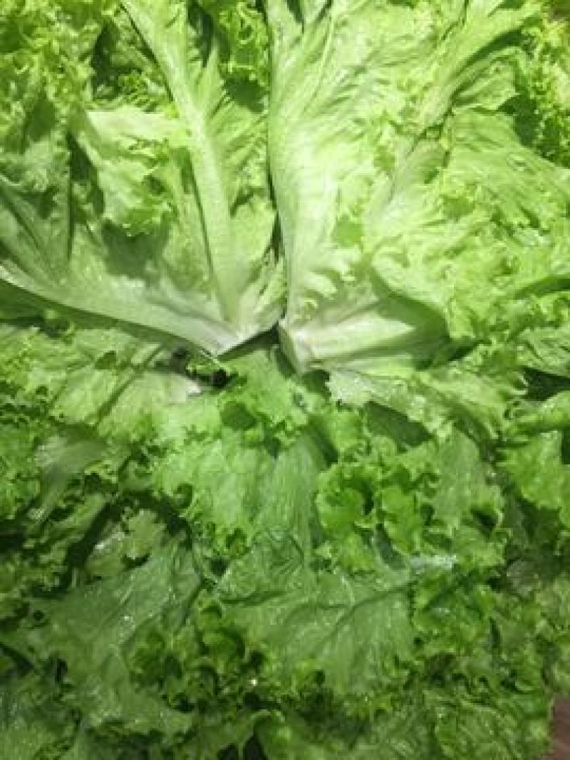 意大利生菜绿叶生菜可供超市各大市场现摘现发新鲜直达