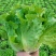 意大利生菜绿叶生菜可供超市各大市场现摘现发新鲜直达