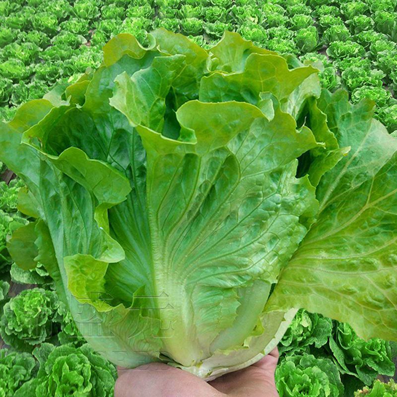 意大利生菜绿叶生菜可供超市各大市场现摘现发新鲜直达