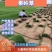 精品果岭草基地直供工程绿化公园造景欢迎来电咨询
