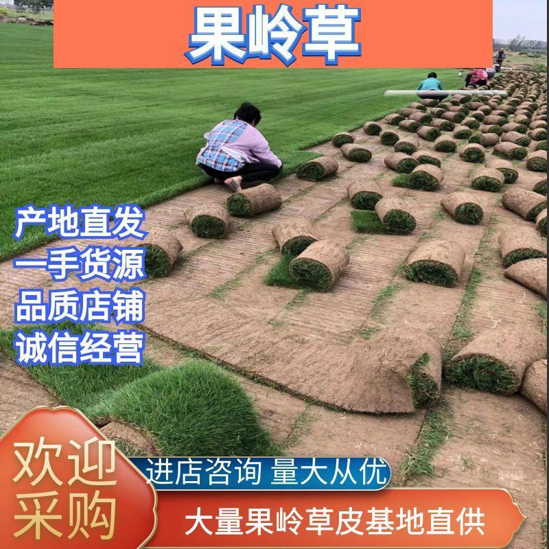 精品果岭草基地直供工程绿化公园造景欢迎来电咨询