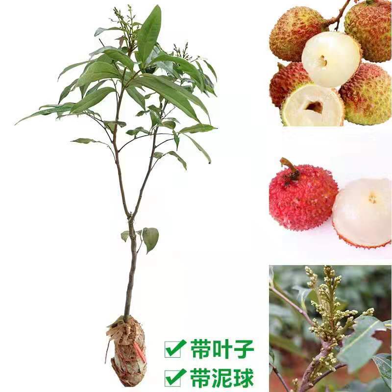 无核荔枝树苗嫁接盆栽地栽果树苗妃子笑荔枝苗四季种植当年结