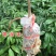 无核荔枝树苗嫁接盆栽地栽果树苗妃子笑荔枝苗四季种植当年结