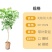 无核荔枝树苗嫁接盆栽地栽果树苗妃子笑荔枝苗四季种植当年结