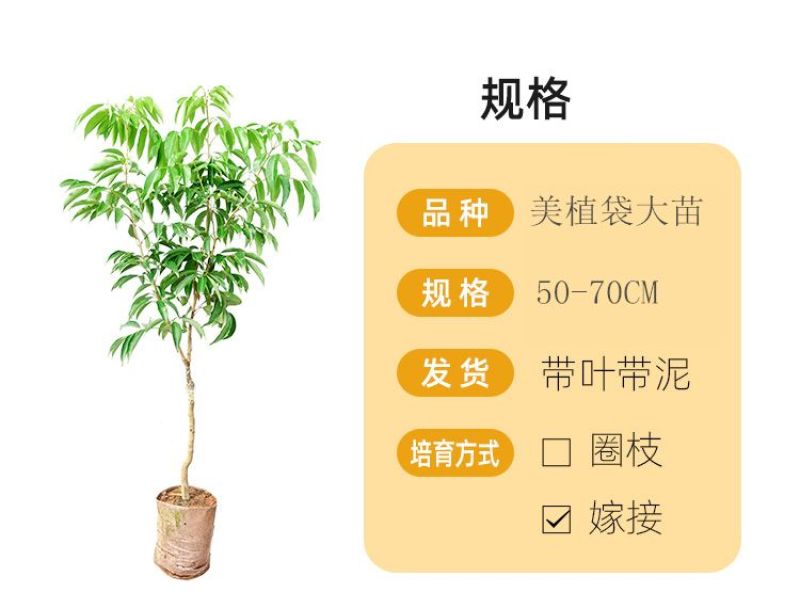 无核荔枝树苗嫁接盆栽地栽果树苗妃子笑荔枝苗四季种植当年结