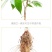 无核荔枝树苗嫁接盆栽地栽果树苗妃子笑荔枝苗四季种植当年结