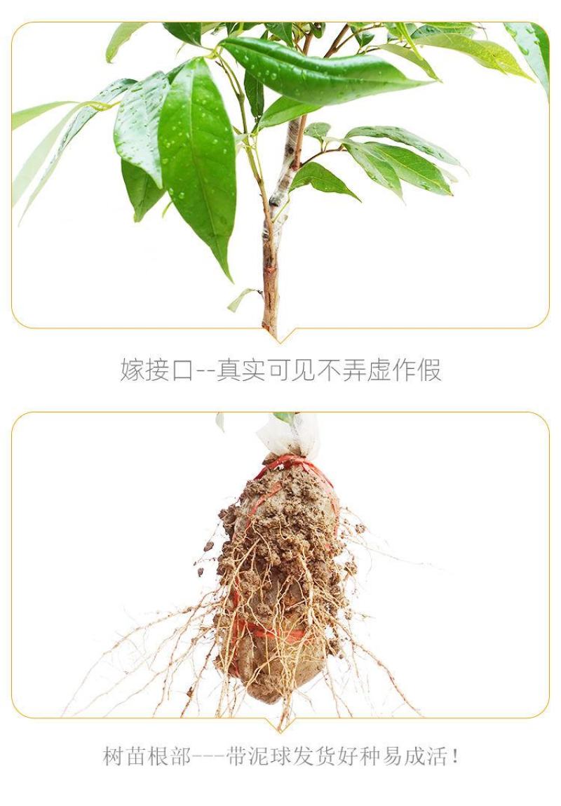 无核荔枝树苗嫁接盆栽地栽果树苗妃子笑荔枝苗四季种植当年结