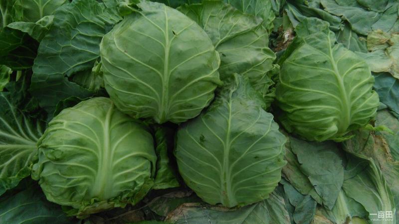河北邯郸【绿甘蓝】，牛心，中甘，绿霸，各种品种圆包菜