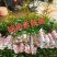无核荔枝树苗嫁接盆栽地栽果树苗妃子笑荔枝苗四季种植当年结