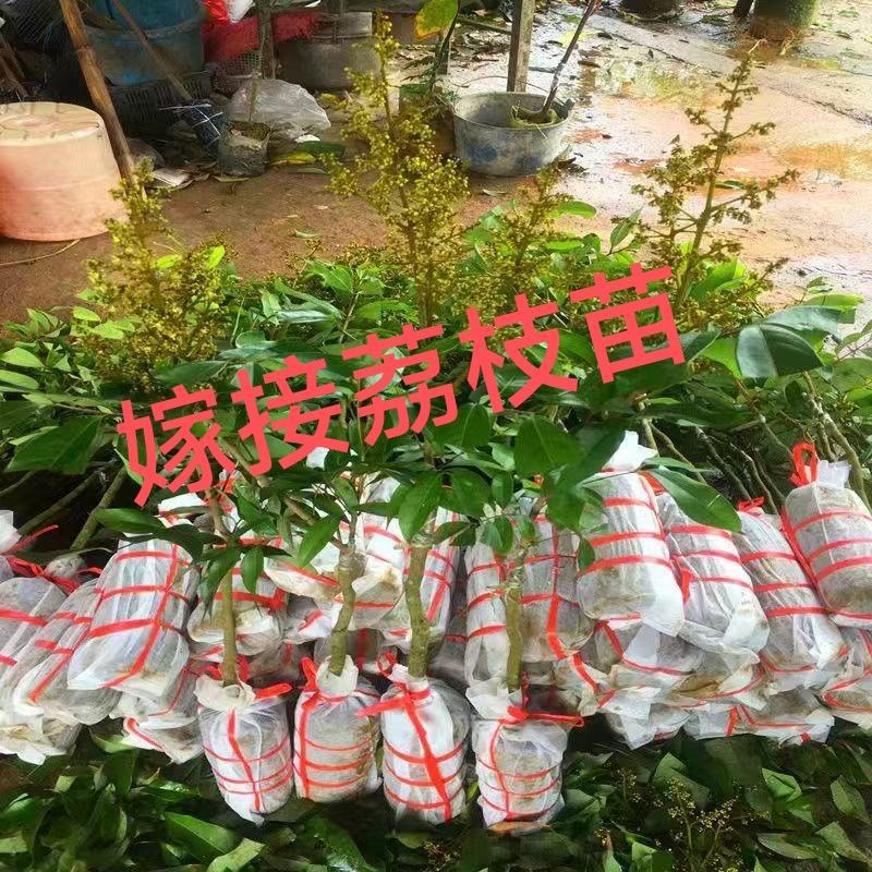 无核荔枝树苗嫁接盆栽地栽果树苗妃子笑荔枝苗四季种植当年结