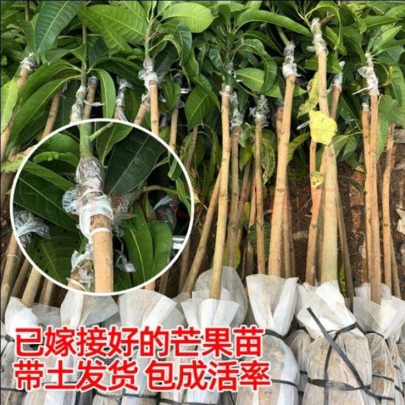 芒果树贵妃芒四季芒金煌芒嫁接苗果树南北方种植当年