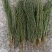 百蕊草小米草新货