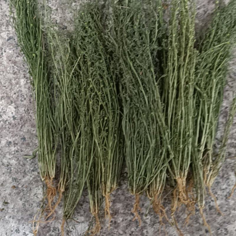 百蕊草小米草新货