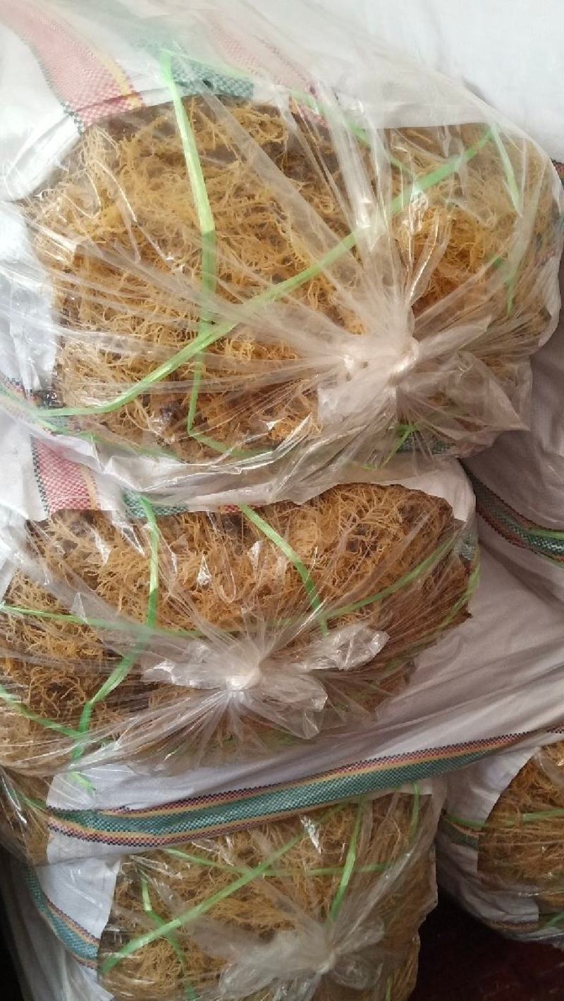山东龙须菜当季新晒干货厂家直发量大从优可批发零售欢迎咨询