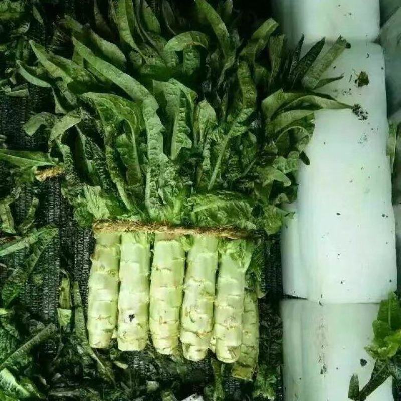 精品莴苣福建红莴笋大量上市品质保障对接电商超市批发