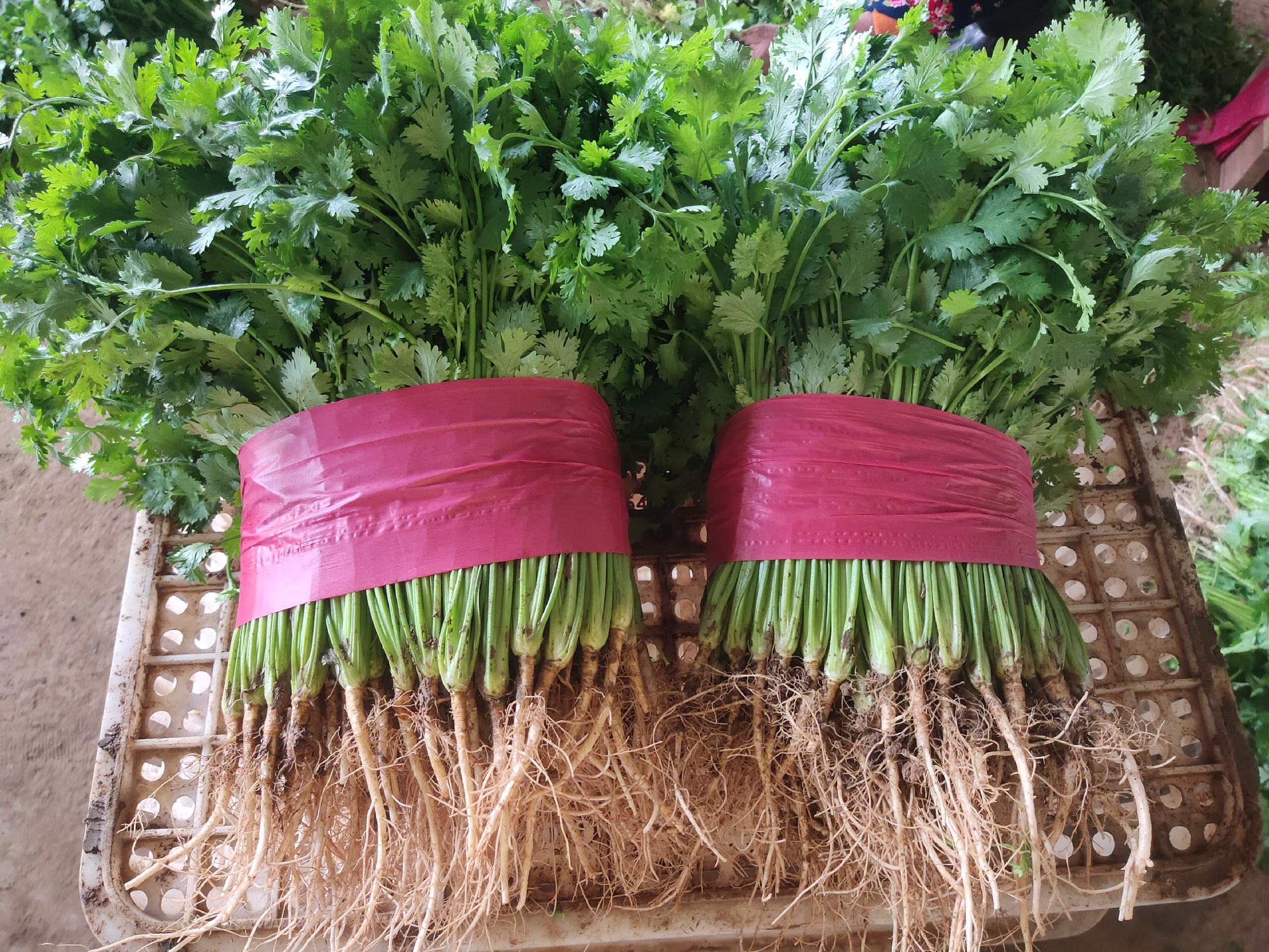 新鲜的鱼腥草根成捆摆放在竹篮中,根部呈白色,带有泥土清香 鱼腥草根实物图