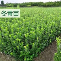 大叶冬青四季常青万年青庭院种植地栽盆栽篱笆围墙绿化苗木批