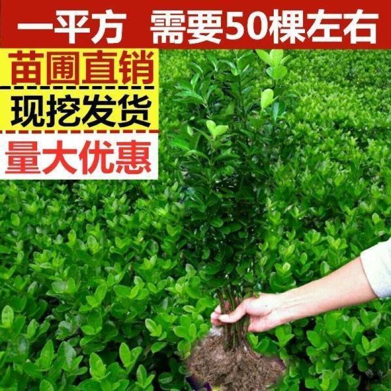 大叶冬青四季常青万年青庭院种植地栽盆栽篱笆围墙绿化苗木批