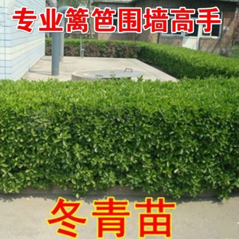 大叶冬青四季常青万年青庭院种植地栽盆栽篱笆围墙绿化苗木批