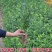 大叶冬青四季常青万年青庭院种植地栽盆栽篱笆围墙绿化苗木批