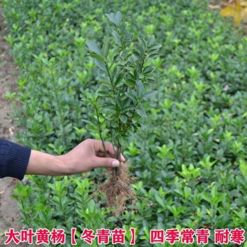 大叶冬青四季常青万年青庭院种植地栽盆栽篱笆围墙绿化苗木批