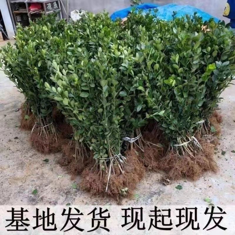 大叶冬青四季常青万年青庭院种植地栽盆栽篱笆围墙绿化苗木批